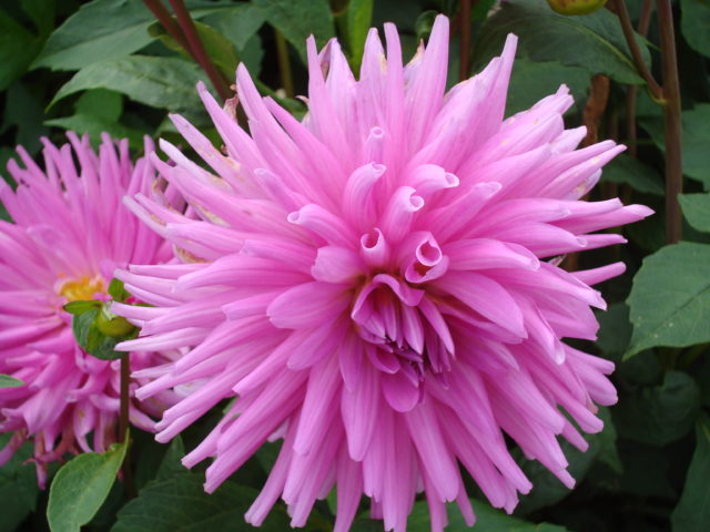 Pink Rose Dahlia very close seen from above