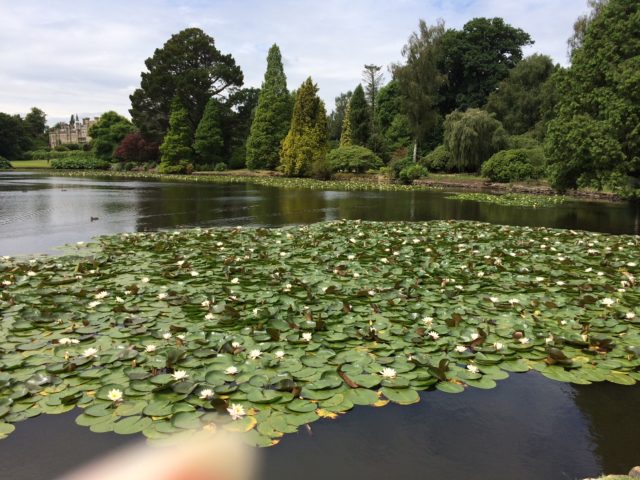 Lake Sheffield Park with white water lilies with the Casle in the background