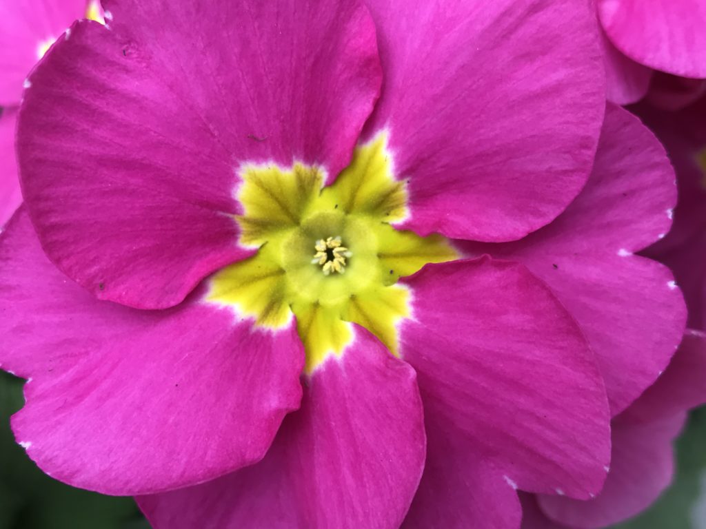 Primula Pink with Yellow Eye very close from above