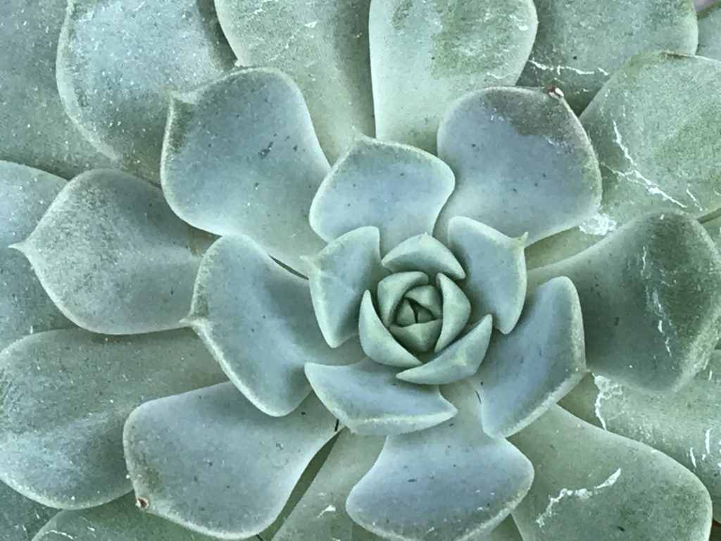 Succulent Echivera taken from above