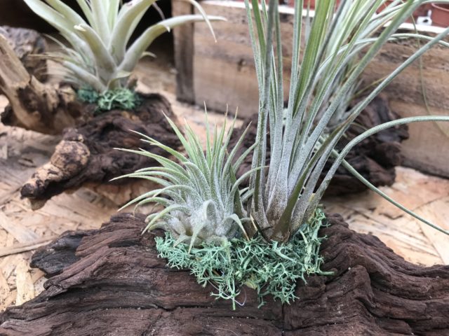 Air Plant Tillandsia 2 sizes on driftwood as decoration