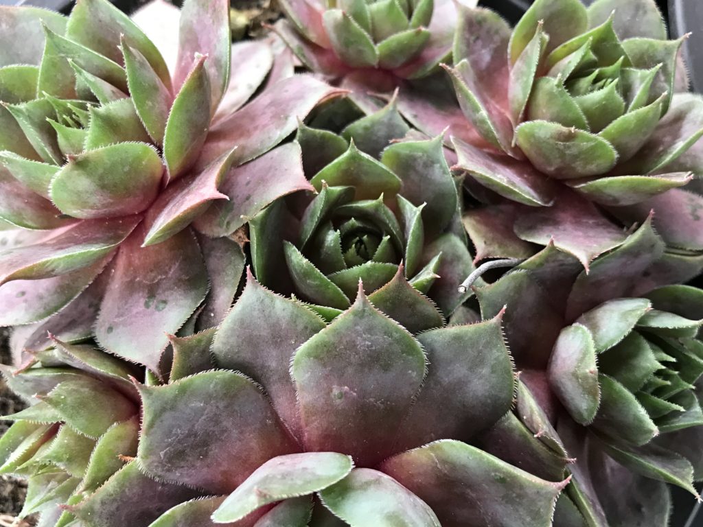 Succulent Big taken very close partly red leaves